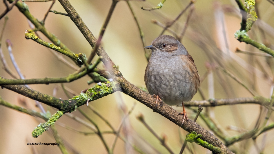 Heggenmus. - Vogels - Heggenmus.
