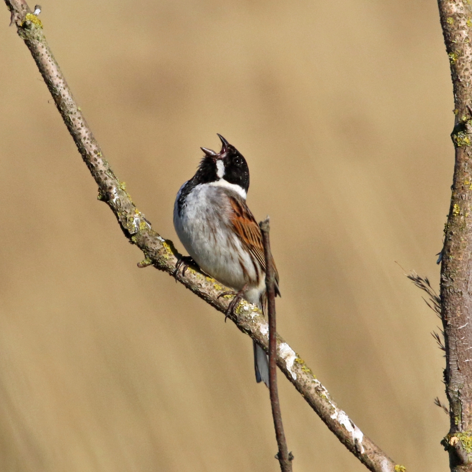 Het hoogste lied - Vogels - Rietgors