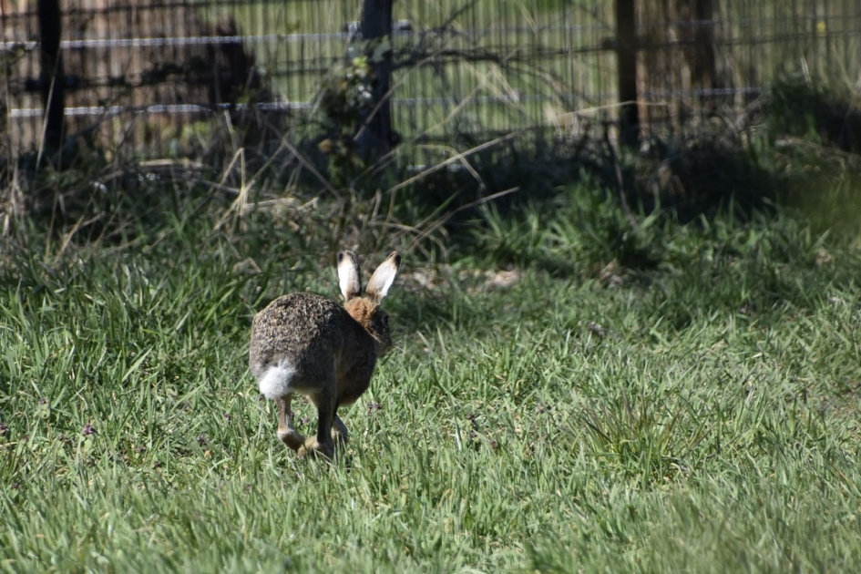 Hij liet alleen zijn achterwerk nog zien. - Zoogdieren - 