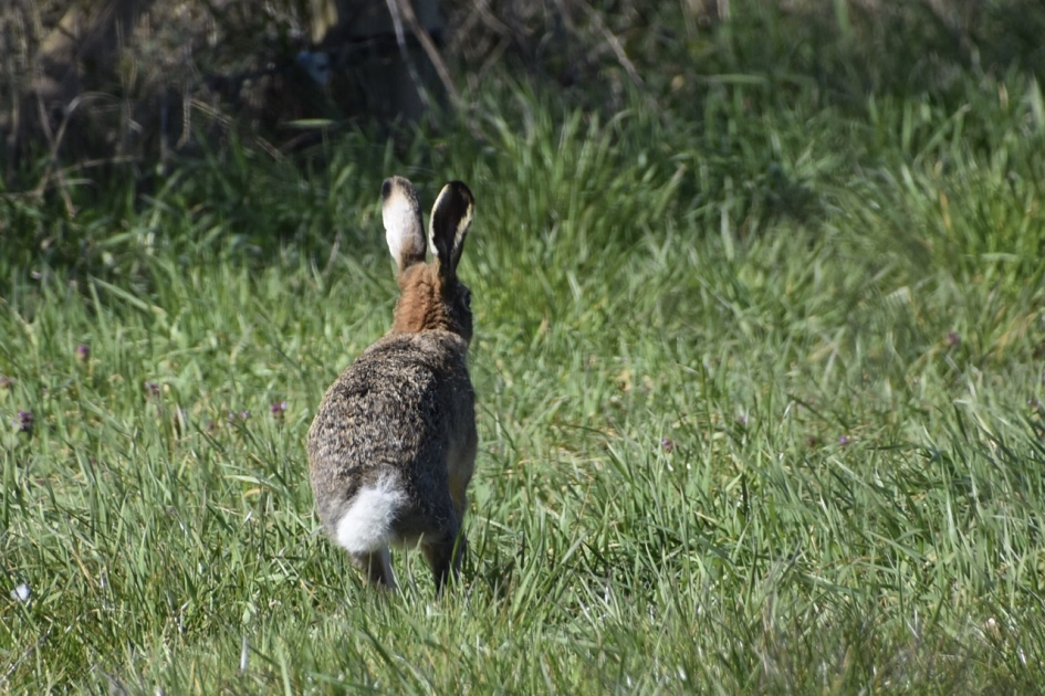 Hij was ook heel snel! - Zoogdieren - 