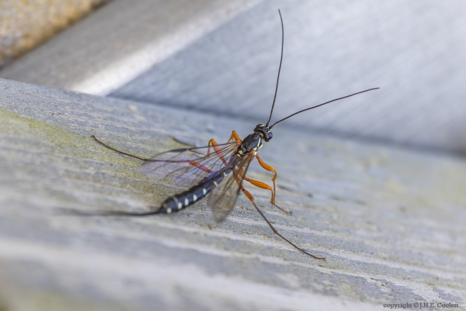 Houtsluipwesp (Rhyssa persuasoria) - Geleedpotigen - Houtsluipwesp