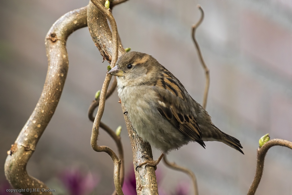 Huismus (Passer Domesticus) - Vogels - Huismus