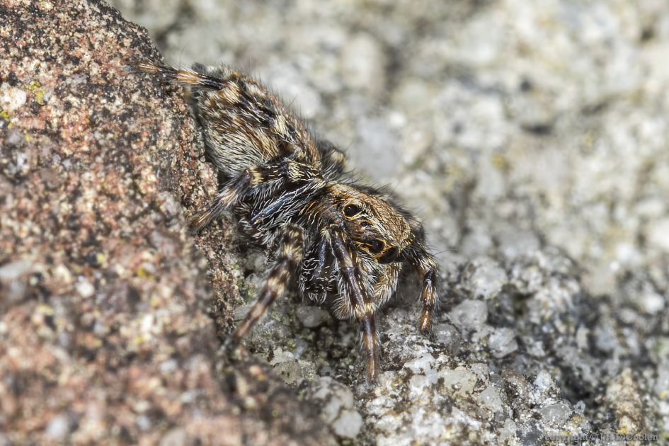 Huisspringspin (Pseudeuophrys lanigera) - Geleedpotigen - Huisspringspin