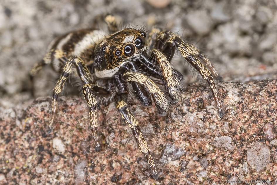 Huiszebraspin (man) - Geleedpotigen - Huiszebraspin