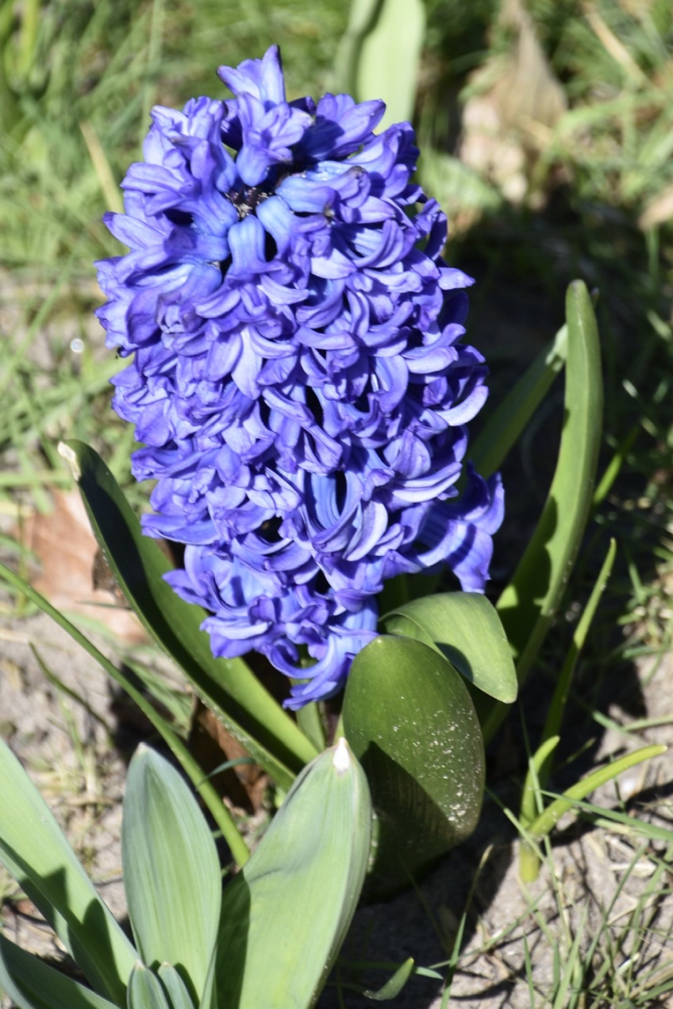 Hyacint - Planten - 
