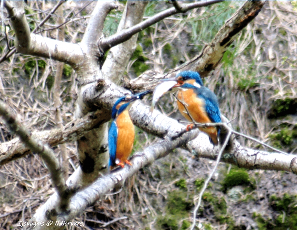 ijsvogels - Vogels - ijsvogels