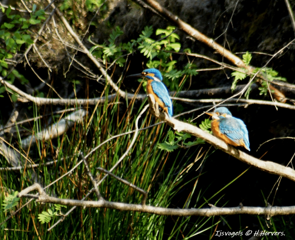 ijsvogels - Vogels - ijsvogels