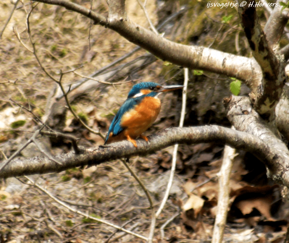 Ijsvogeltje - Vogels - Ijsvogeltje