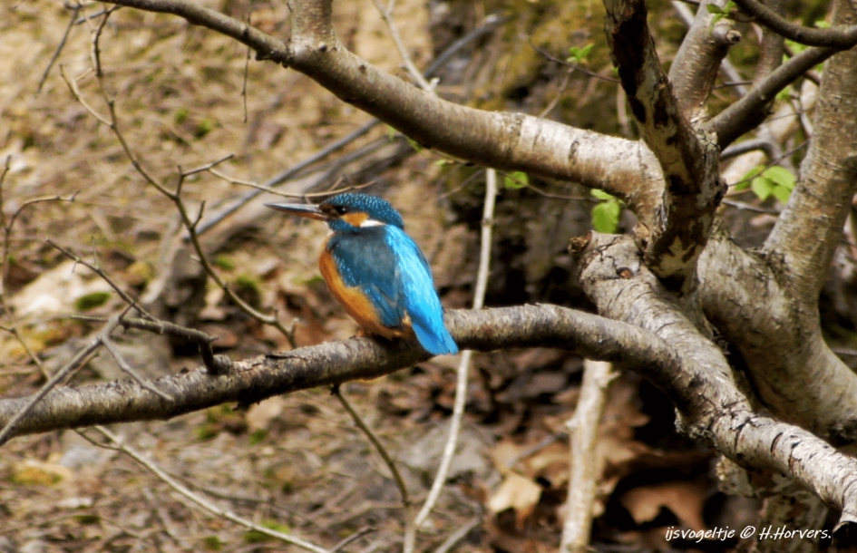 Ijsvogeltje - Vogels - Ijsvogeltje