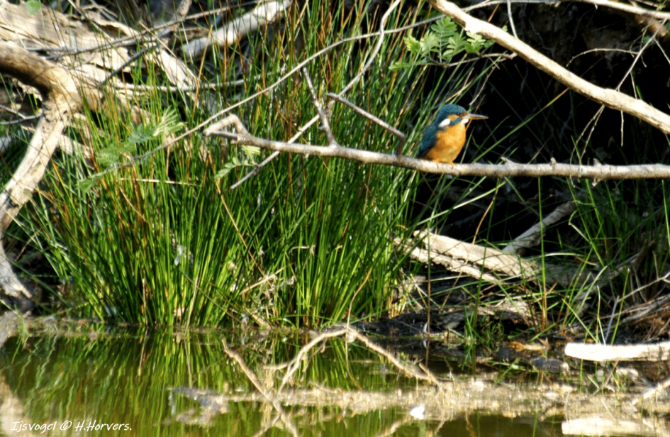 Ijsvogeltje - Vogels - Ijsvogel