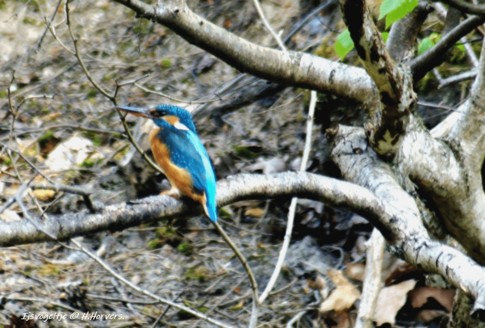 ijsvogeltje. - Vogels - ijsvogeltje.