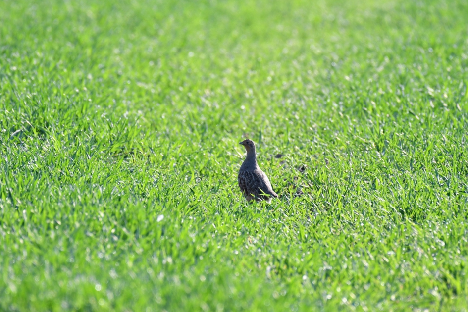 In de wei - Vogels - Patrijs