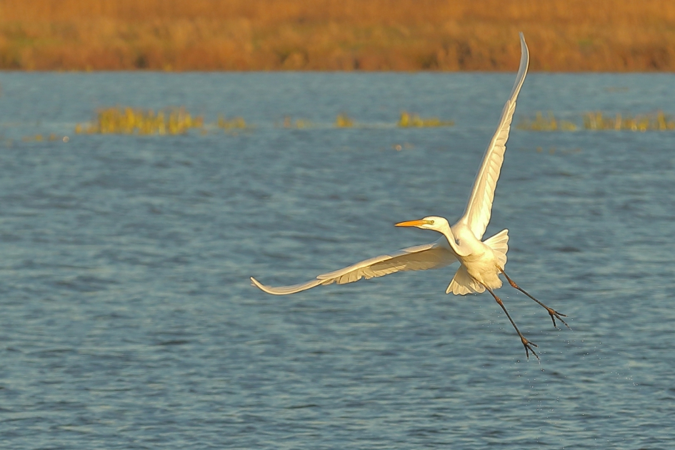 in stijgende lijn - Vogels - grote zilverreiger