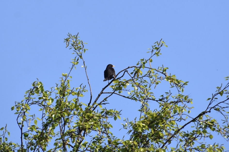 In top - Vogels - 