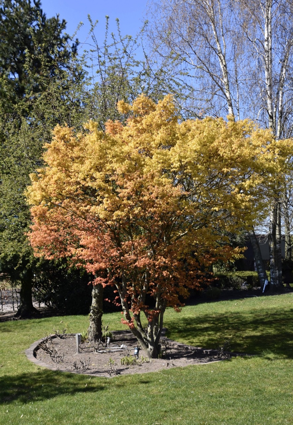 Japanse esdoorn - Planten - 