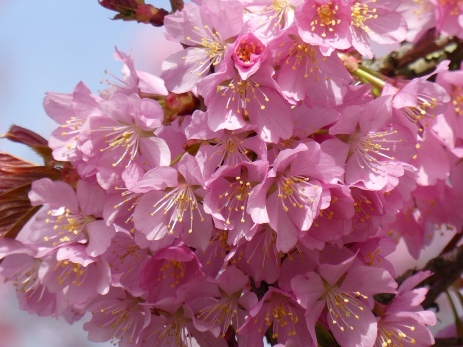 Japanse kers - Planten - 