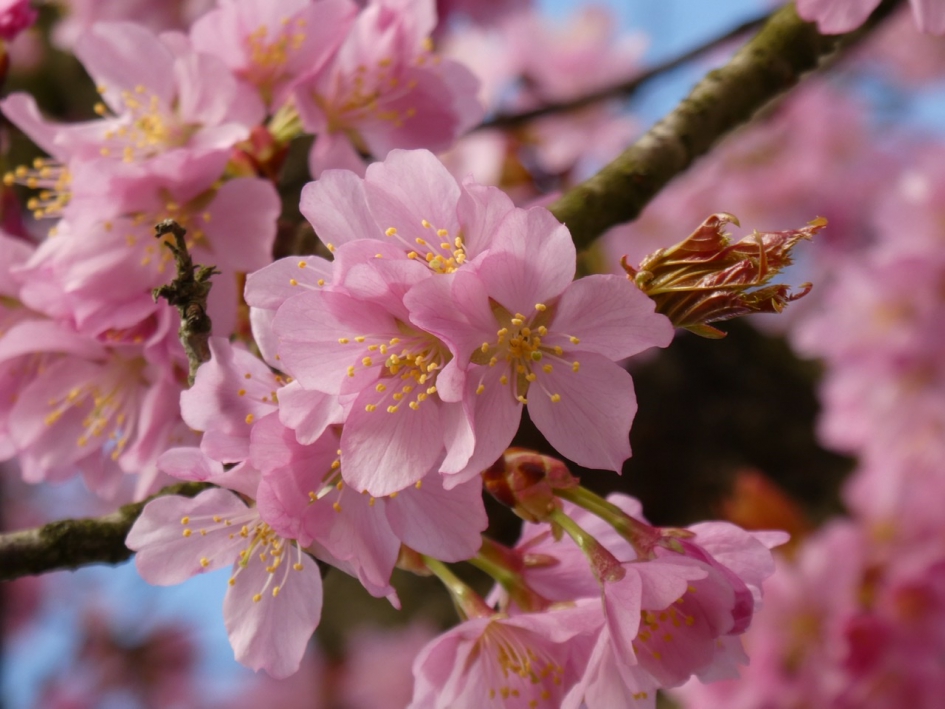 Japanse kers - Planten - 