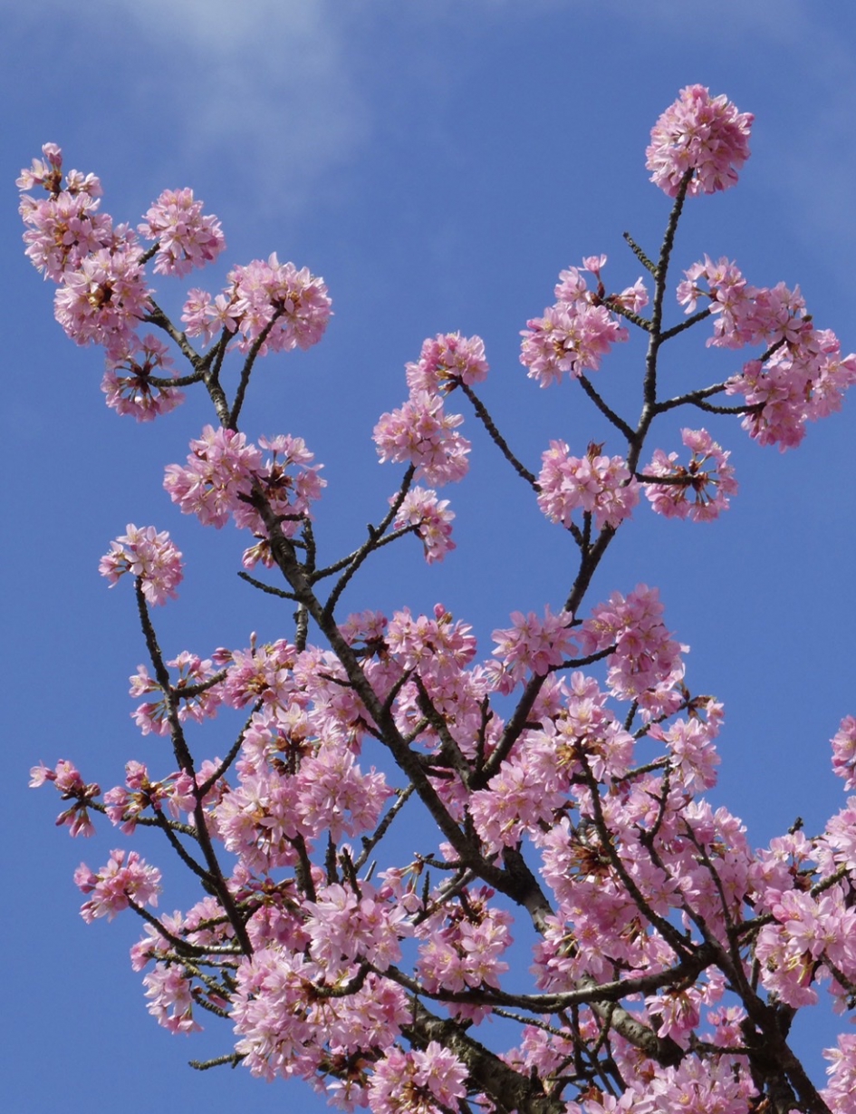 Japanse kers - Planten - 