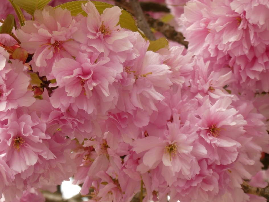 Japanse kers - Planten - 
