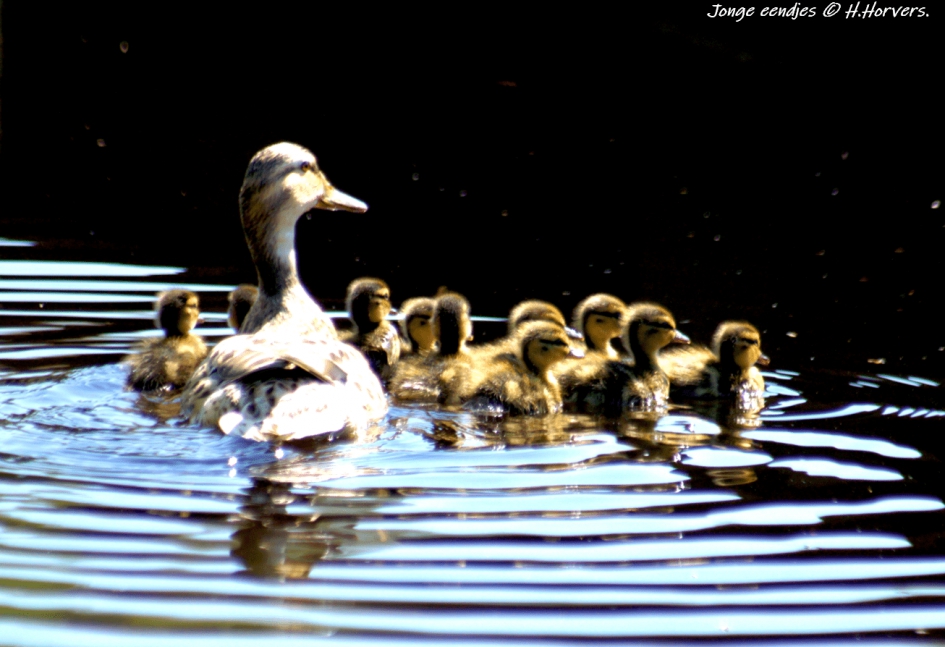 Jonge eendjes - Vogels - Jonge eendjes