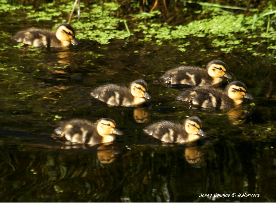 Jonge Eendjes - Vogels - Jonge Eendjes