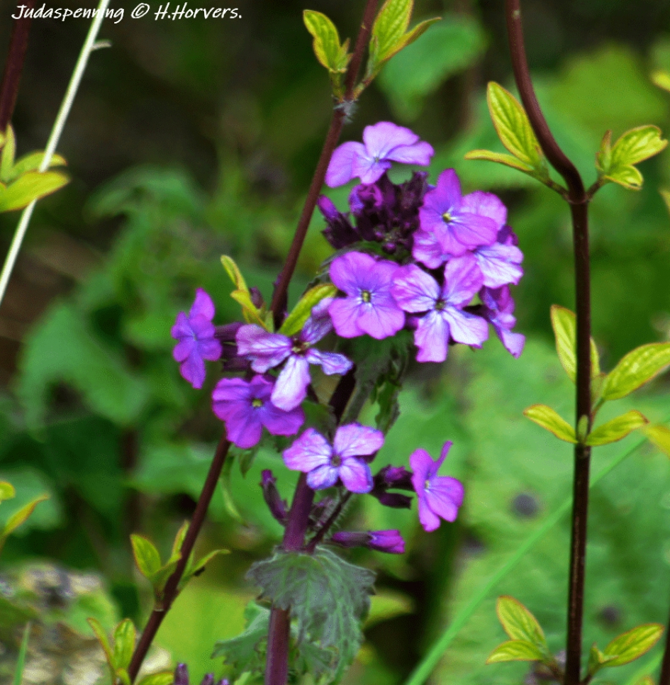 Judaspenning - Planten - Judaspenning