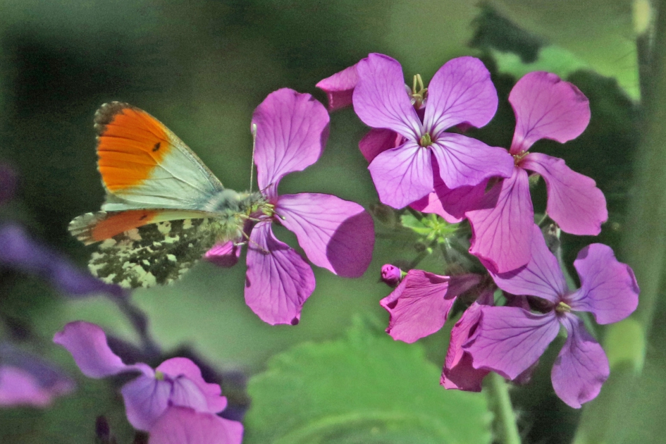 Judaspenning (met oranjetipje) - Planten - 
