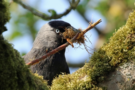 Kauw met nestmateriaal