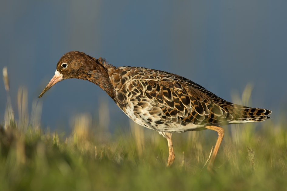Kemphaan - Vogels - Kemphaan