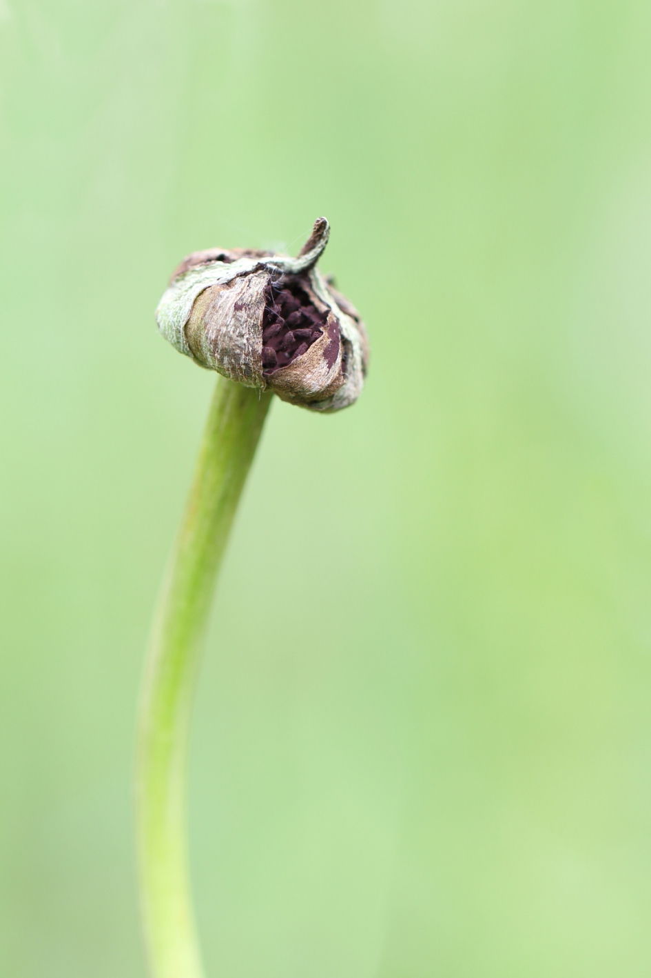Keukenmeidenverdriet - Planten - paarse morgenster