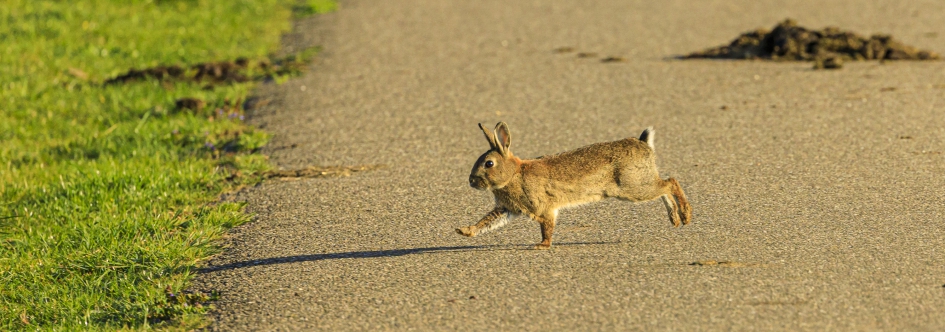 kijk mama..op een pootje - Zoogdieren - konijn