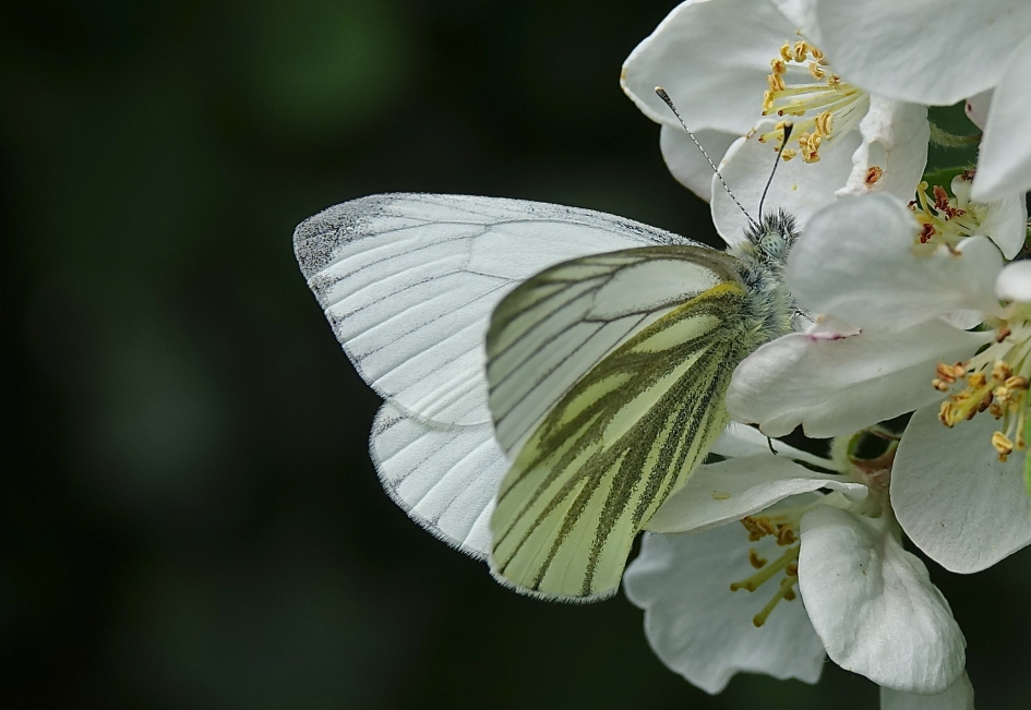 Klein Geaderd Witje - Geleedpotigen - Klein Geaderd Witje