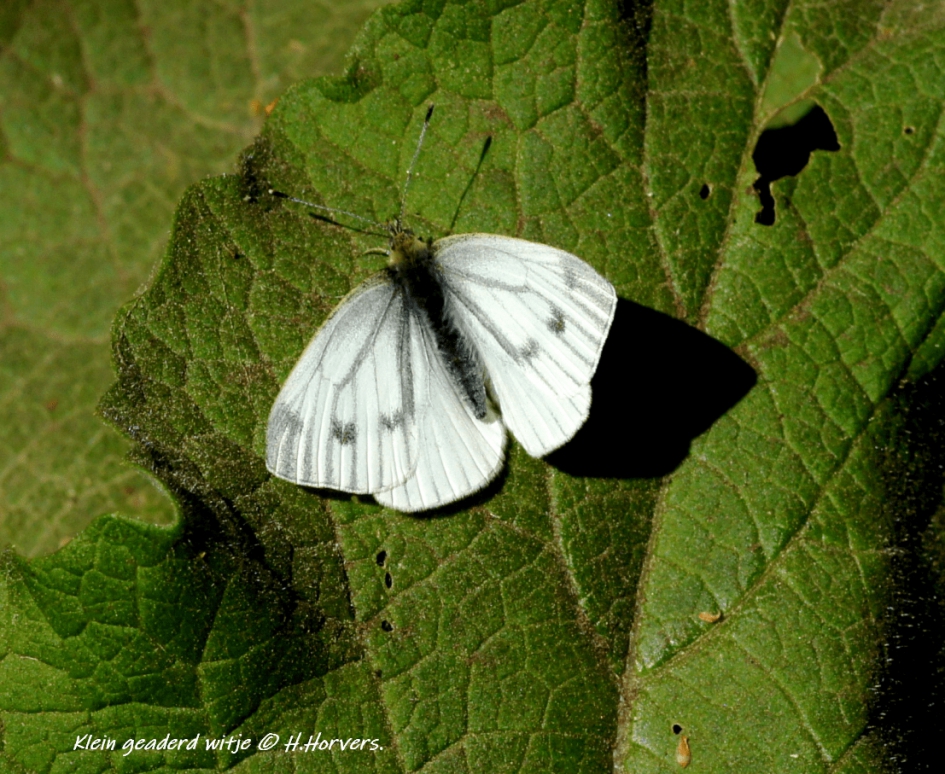 Klein geaderd Witje - Geleedpotigen - Klein geaderd Witje