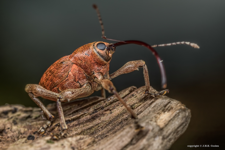 Kleine eikenboorder (Curculio glandium) - Geleedpotigen - Kleine eikenboorder