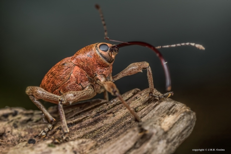 Kleine eikenboorder (Curculio glandium)