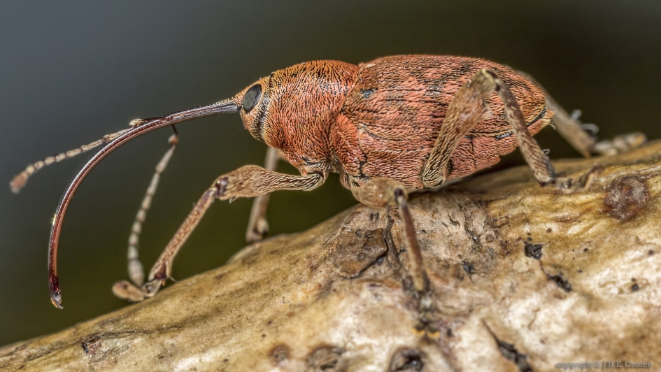 Kleine eikenboorder (Curculio glandium) - Geleedpotigen - Kleine eikenboorder