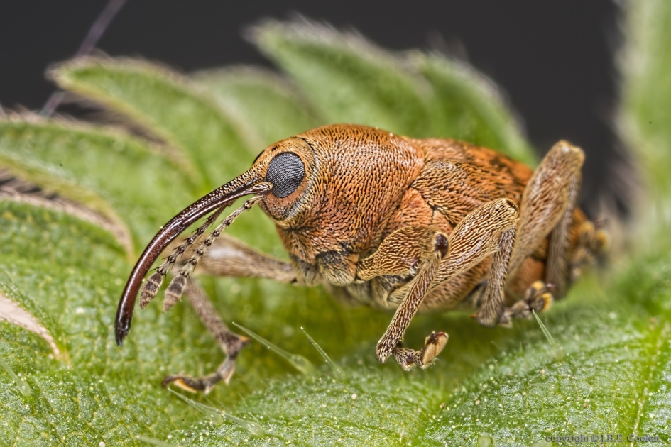 Kleine eikenboorder (Curculio glandium) - Geleedpotigen - Kleine eikenboorder