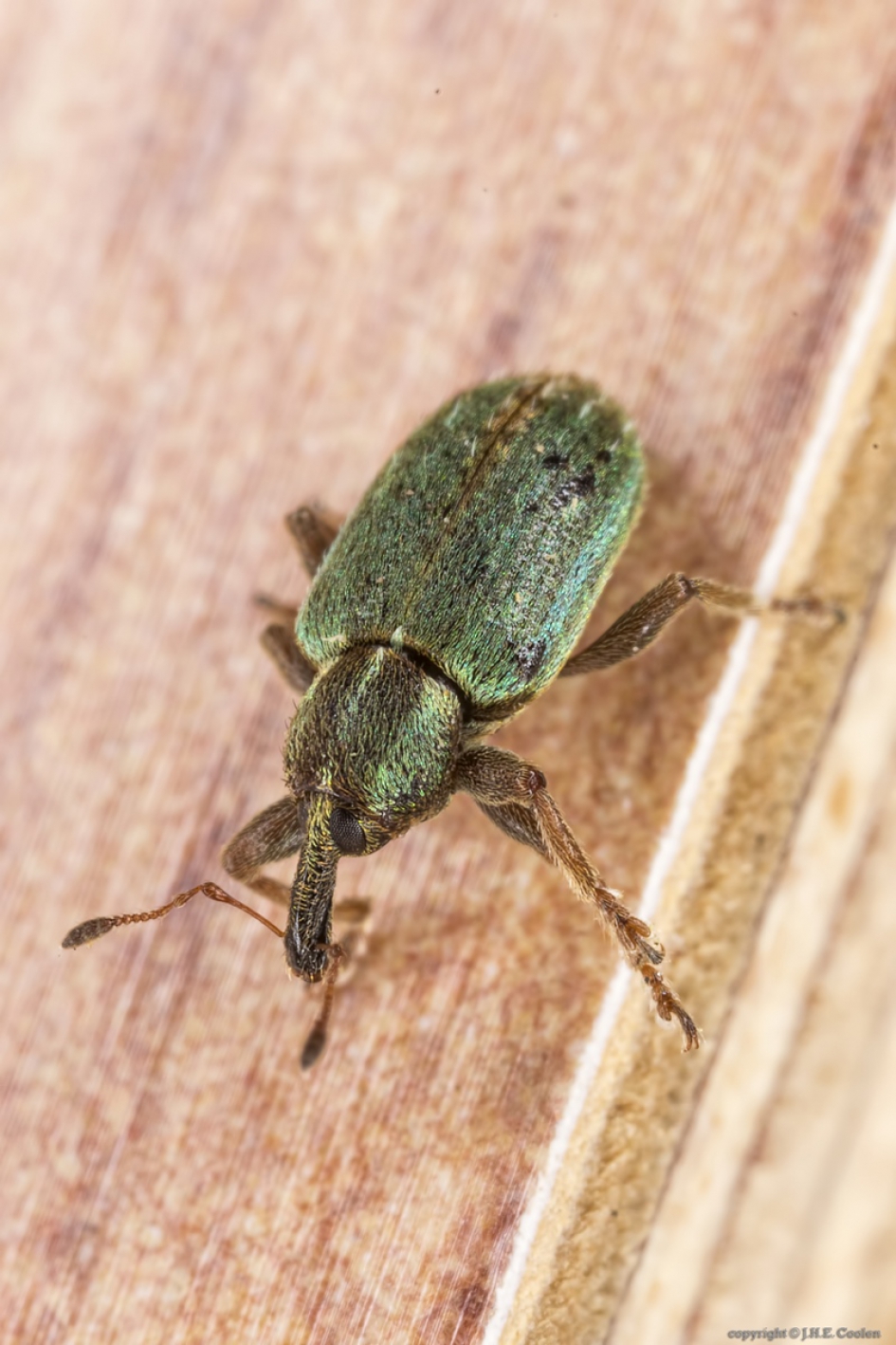 Kleine luzernekever (Hypera nigrirostris) - Geleedpotigen - Kleine luzernekever