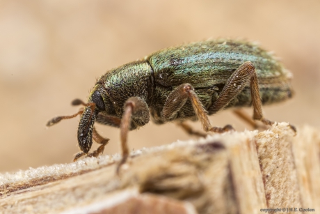 Kleine luzernekever (Hypera nigrirostris)