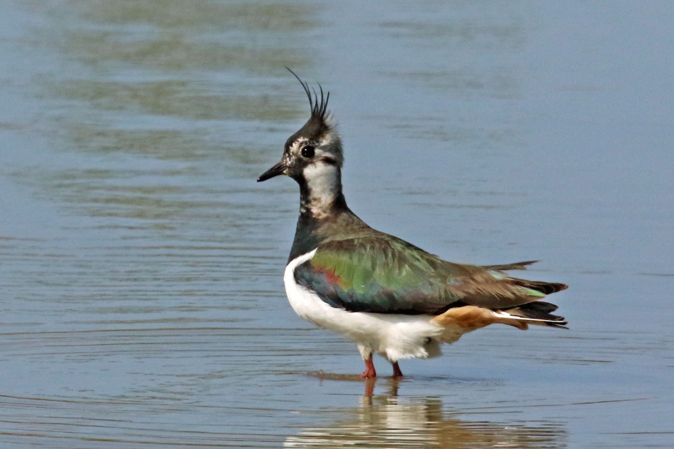 Kleurenpracht - Vogels - Kievit