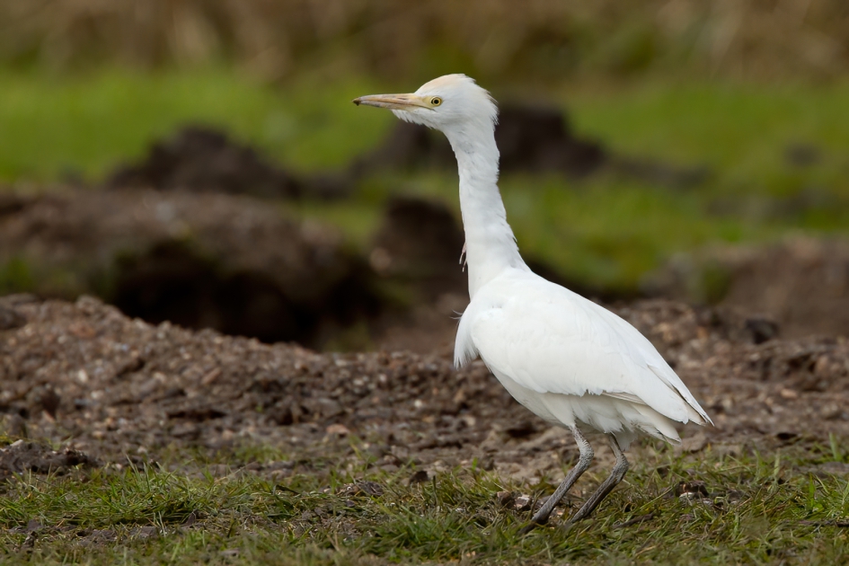 Koereiger ... - Vogels - Koereiger