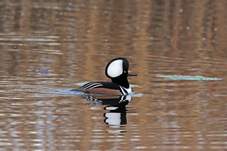 Kokardezaagbek - Vogels - 