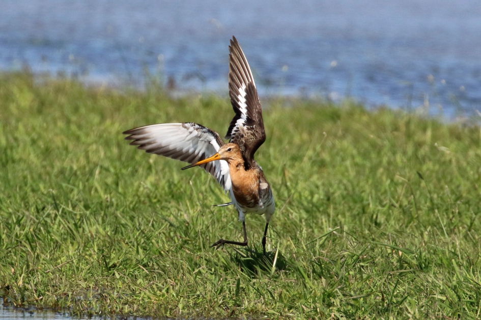 Kom maar op! - Vogels - Grutto