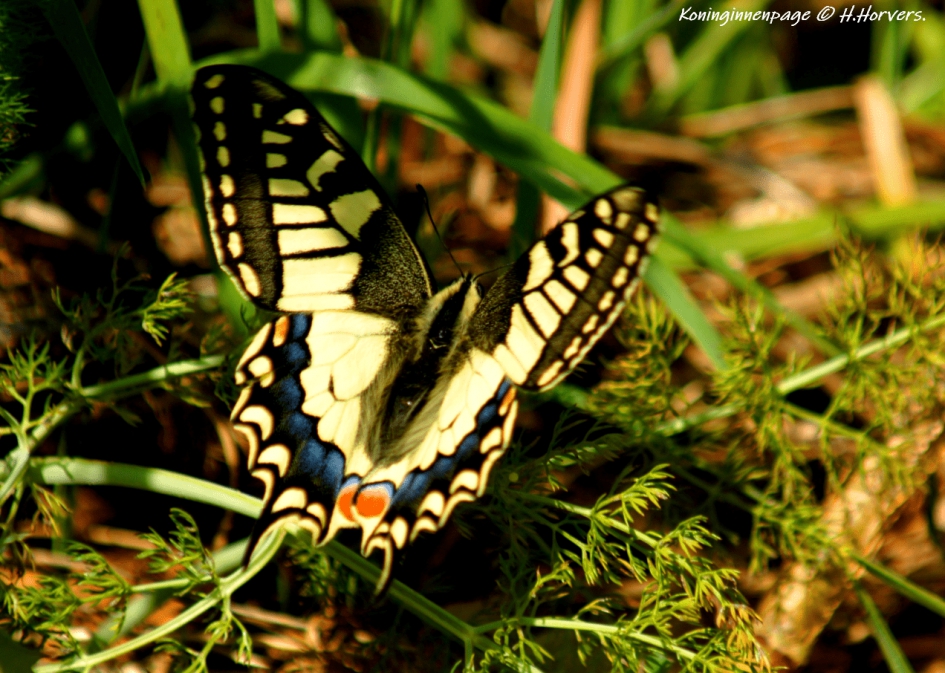 Koninginnenpage - Geleedpotigen - Koninginnenpage