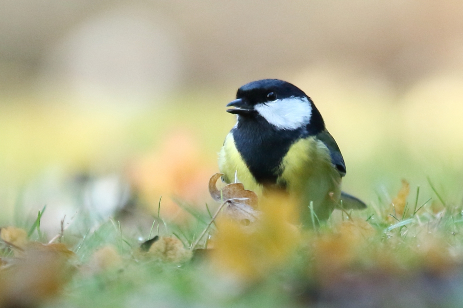 koolmees -m- - Vogels - koolmees