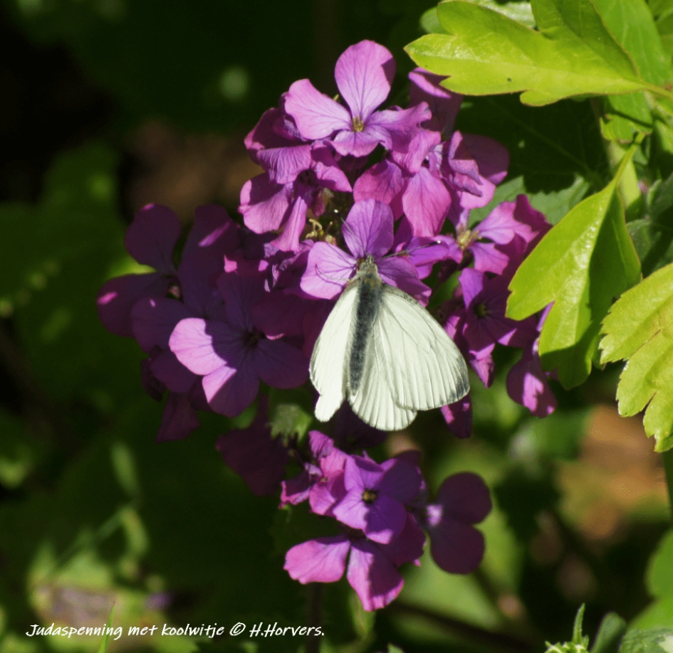 Koolwitje - Geleedpotigen - Koolwitje