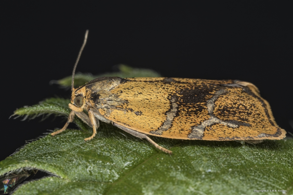 Koraalbladroller (Ptycholoma lecheana) - Geleedpotigen - Koraalbladroller