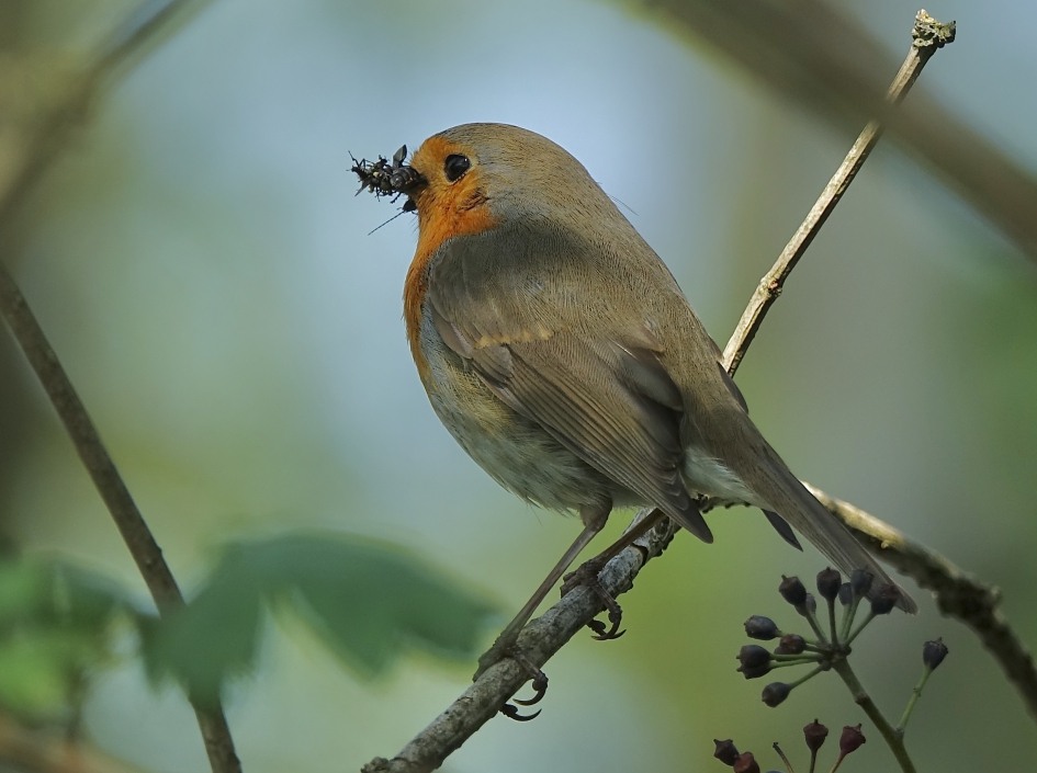 Krachtvoer - Vogels - Roodborst