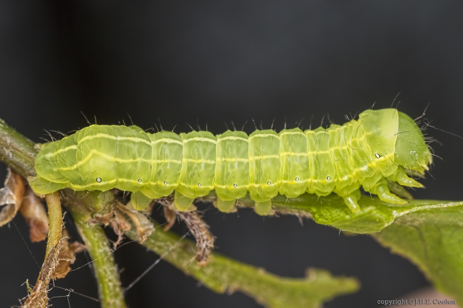 Kromzitter (Asteroscopus sphinx) - Geleedpotigen - Kromzitter