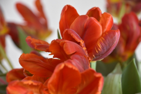 Krultulpen